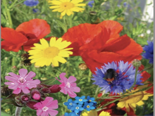 Load image into Gallery viewer, Urban Bloomer Seedbom