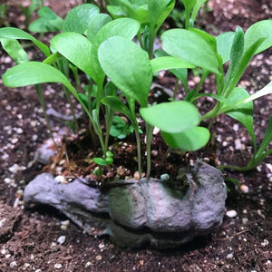 Foragebom Seedbom
